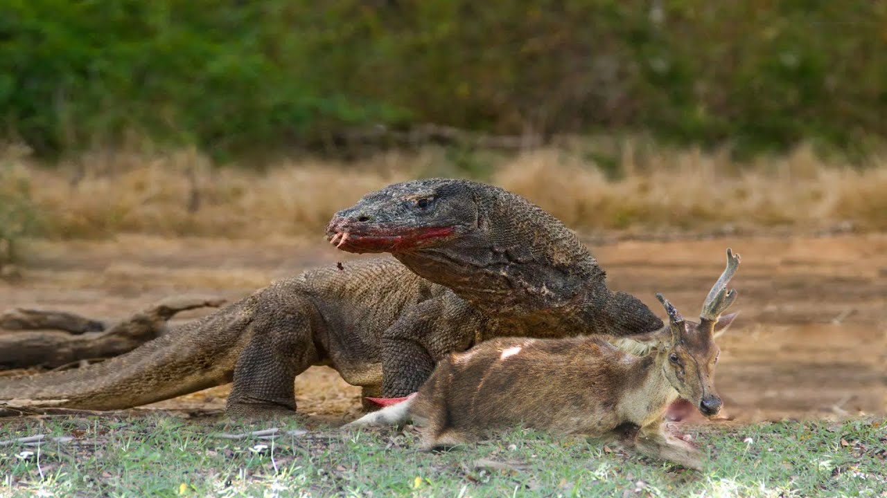 How Do Komodo Dragons Catch Deer? - YouTube