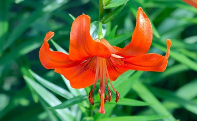 15 Types of Lily Flowers for Your Garden