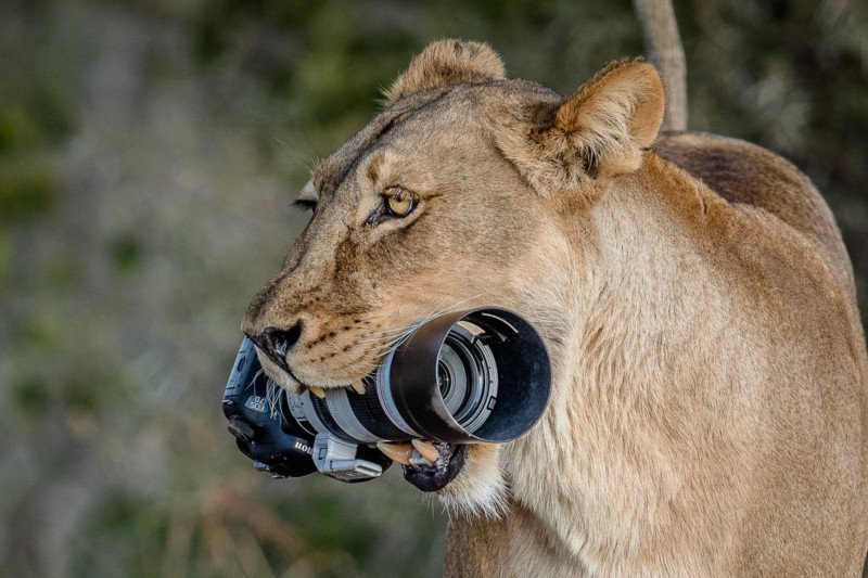 The mother lion took the photographer's thousand-dollar camera for her children to play - Photo 1.