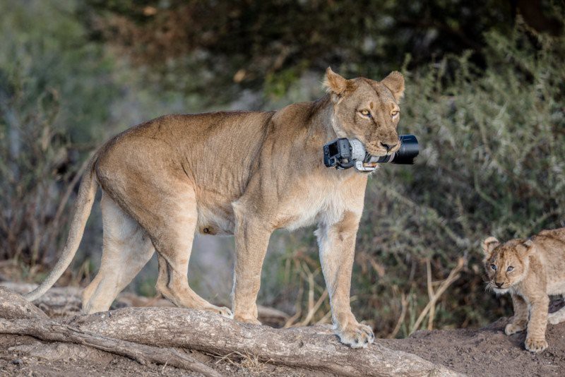 The mother lion took the photographer's thousand-dollar camera for her children to play - Photo 2.