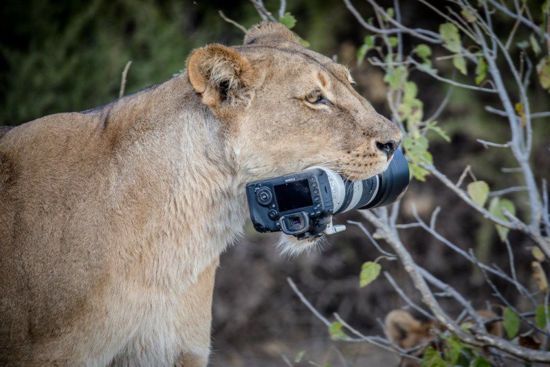 The mother lion took the photographer's thousand-dollar camera for her children to play - Photo 3.