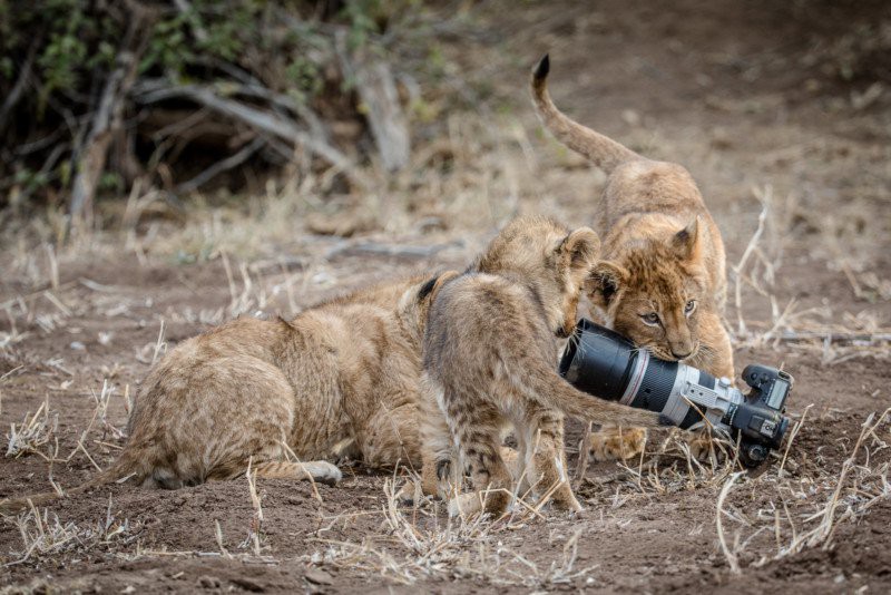 The mother lion brought back the photographer's thousand-dollar camera for her children to play - Photo 4.