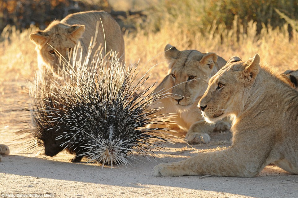 Don't Get Bit — The Cape porcupine or South African porcupine,...