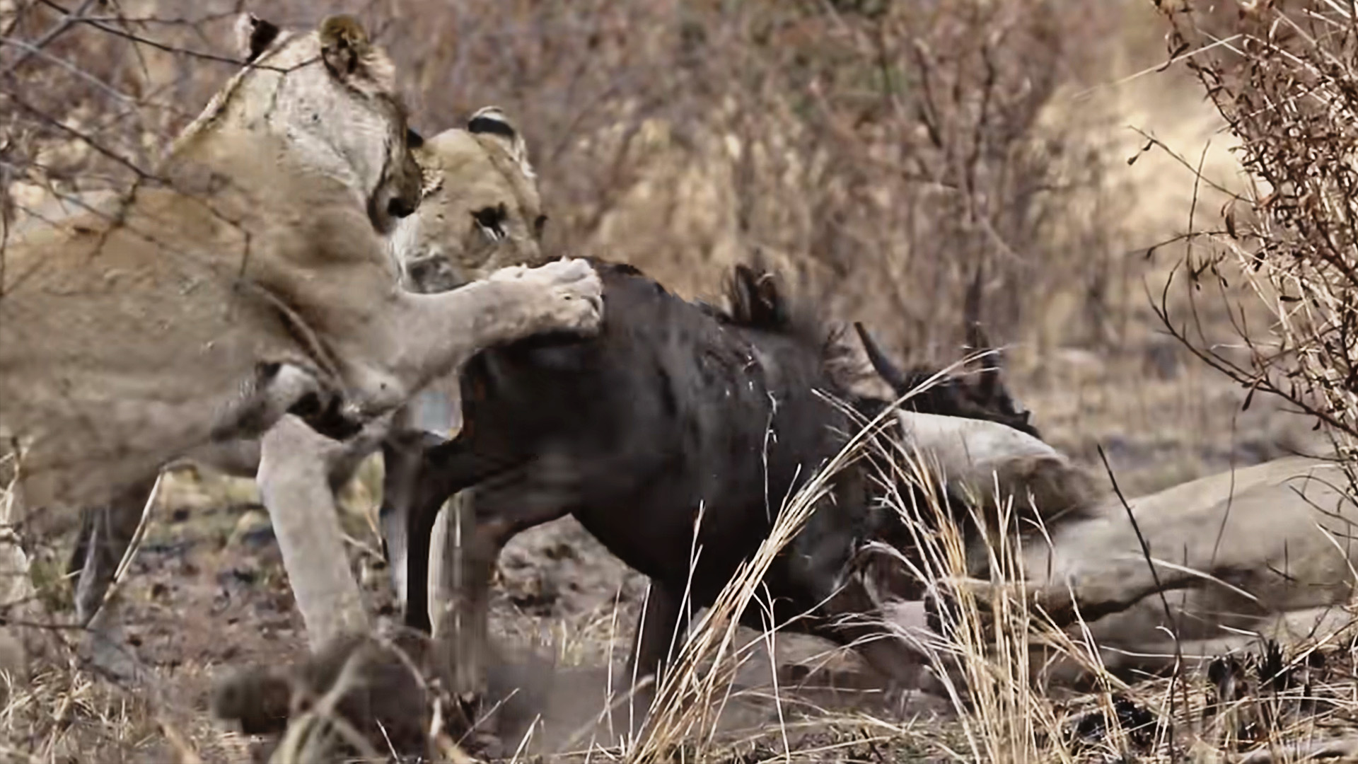 Wildebeest Escapes Twice From Distracted Lions