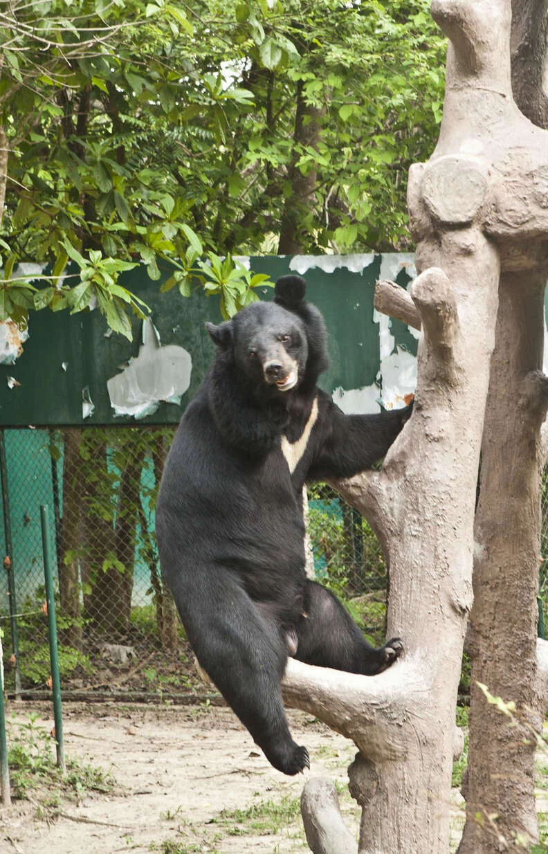 “Missing a limb does not stop Bouncer from doing anything."