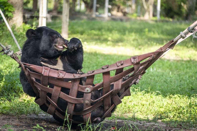 Every day in the afternoon, Bouncer will climb into his favorite hammock with a piece of watermelon and settle himself in.