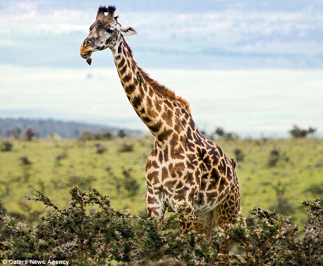 You done yet? The giraffe pulls a grumpy face as it grows impatient with it's 'dental appointment'