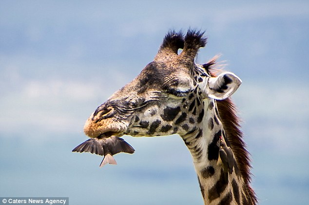 Sigh: In a slightly ungrateful move, the giraffe appears to have shut it's mouth while the bird is still inside
