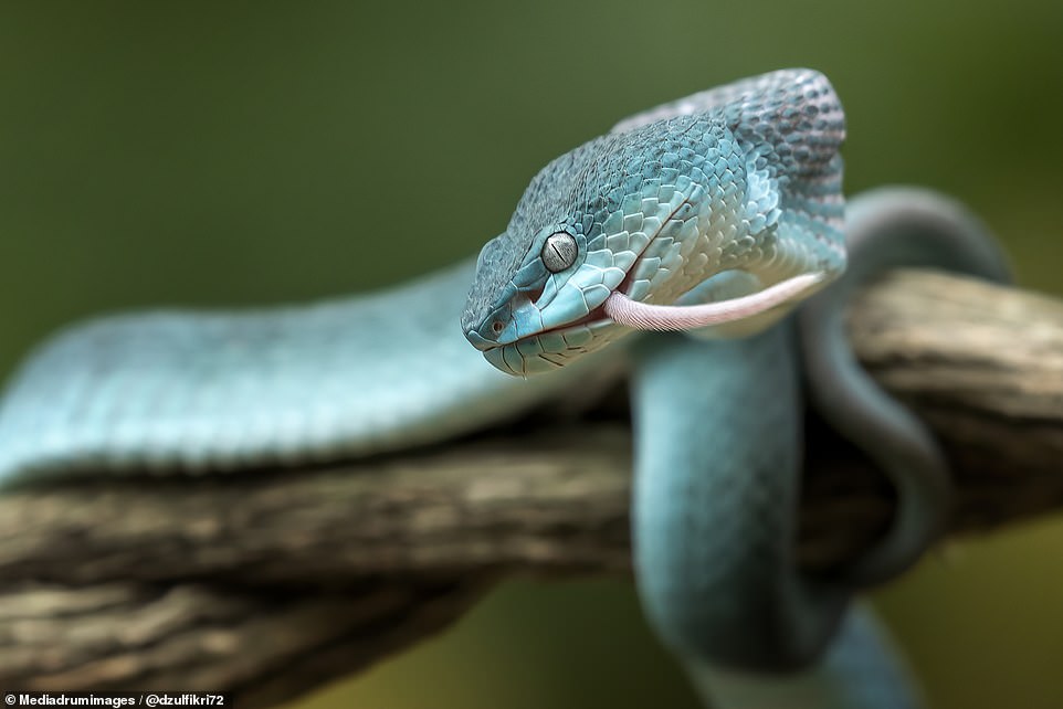 Curious mouse sniffs a blue viper... who promptly eats it with a flash of its fangs | Daily Mail Online
