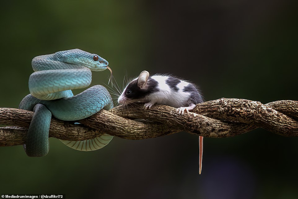 Curious mouse sniffs a blue viper... who promptly eats it with a flash of its fangs | Daily Mail Online