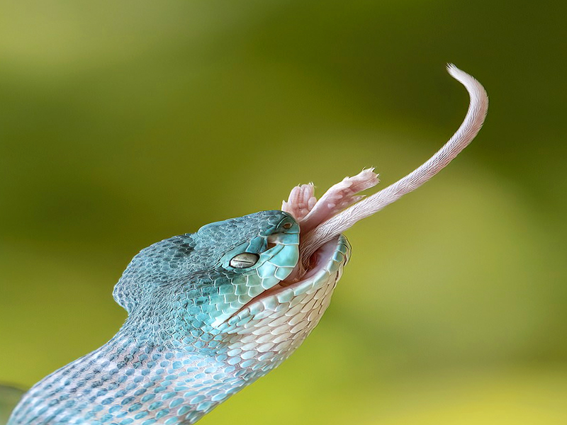 A Curious Mouse Sniffs A Blue Viper, Which Devours It With A Flash Of Its Teeth