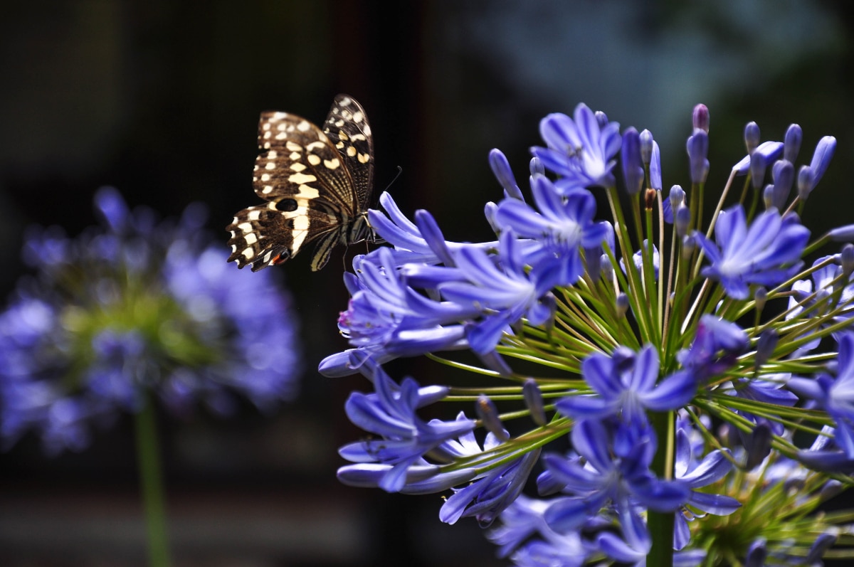 Agapanthus