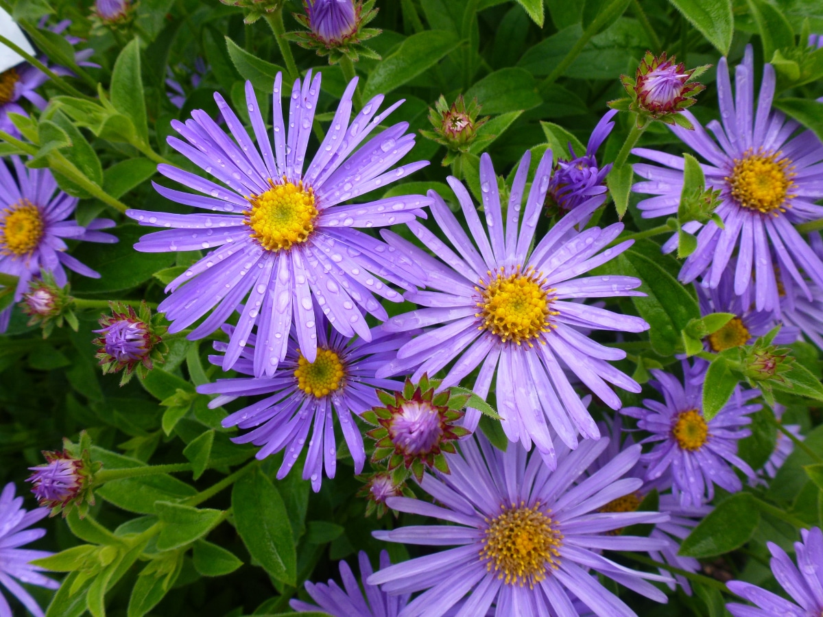 Asters