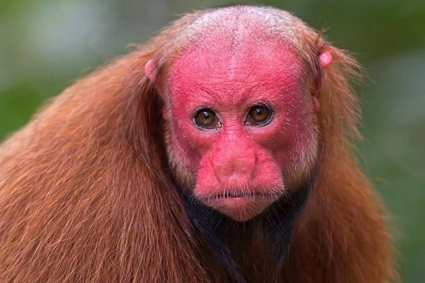 10 Bizarre Looking Monkeys You Won't Believe Actually Exist - News18