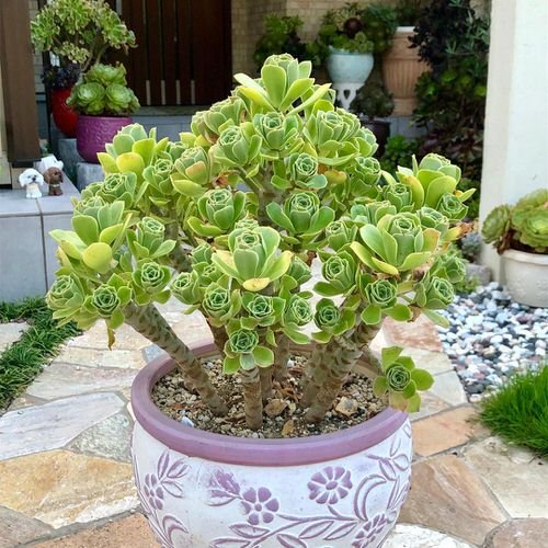 Succulents that Look Like Roses 10