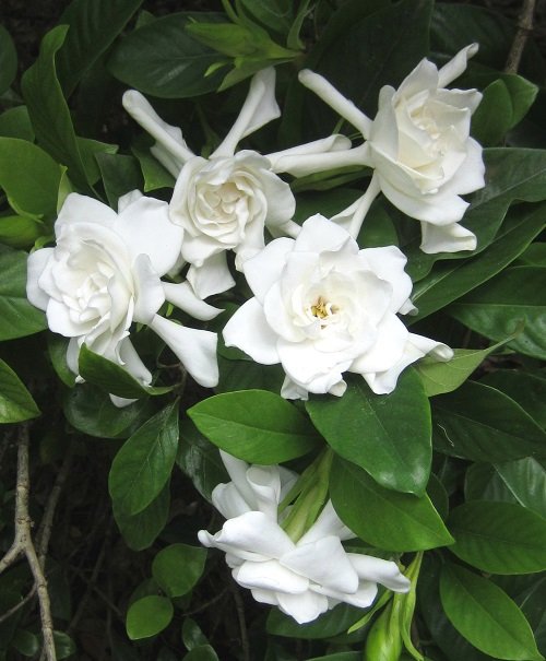 Types of Gardenias in Florida 5