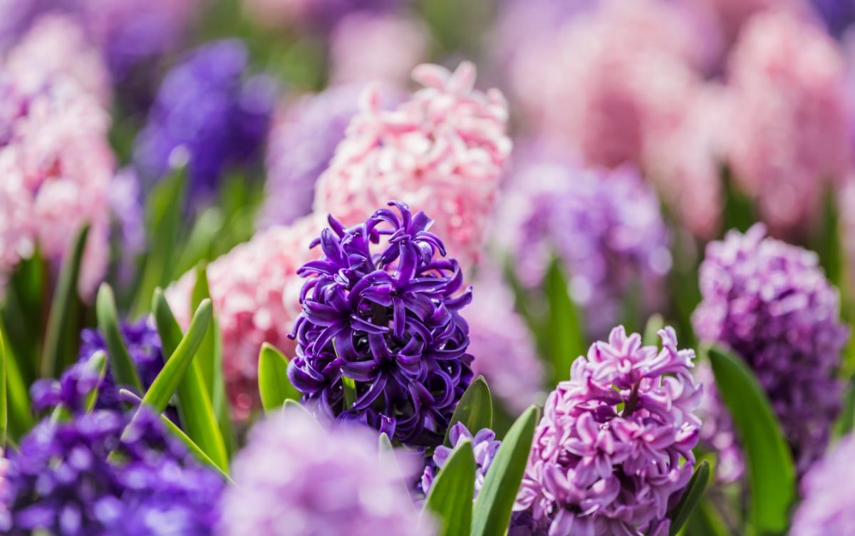 Hyacinth