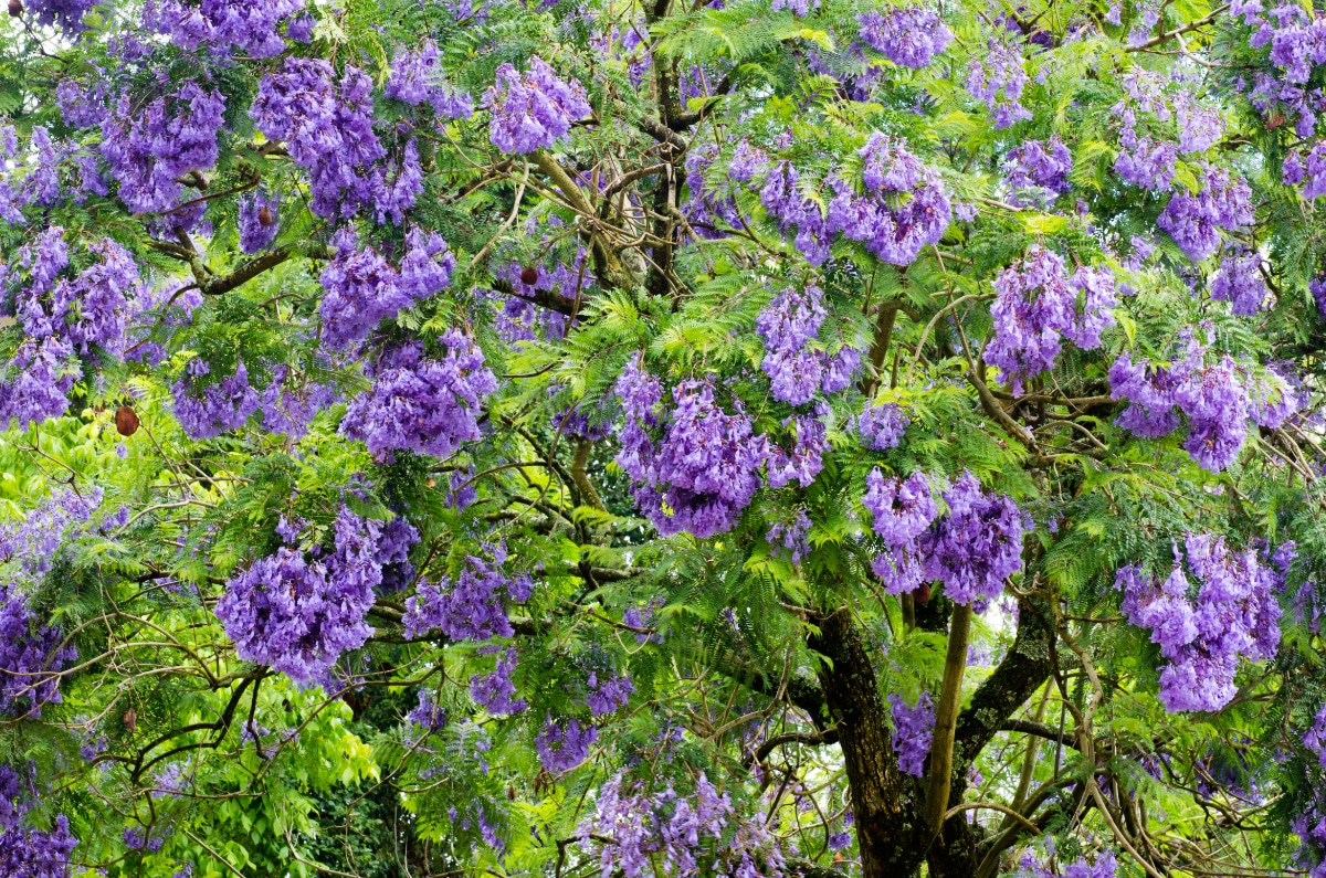 Jacaranda Tree