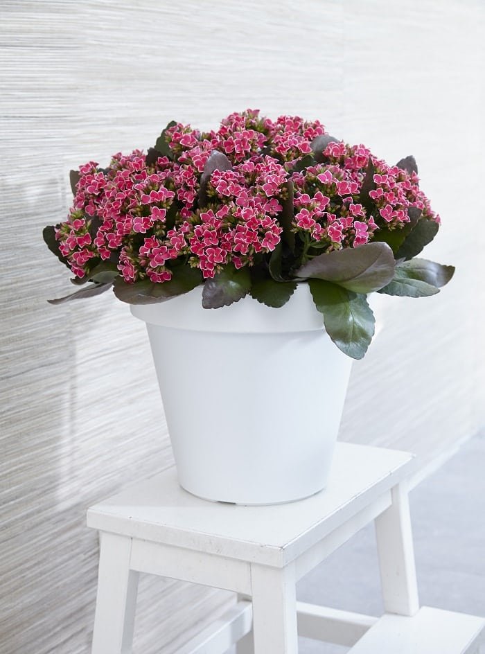 kalanchoe-piton-pink