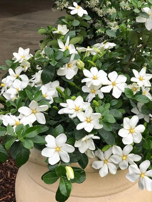 Types of Gardenias in Florida 7