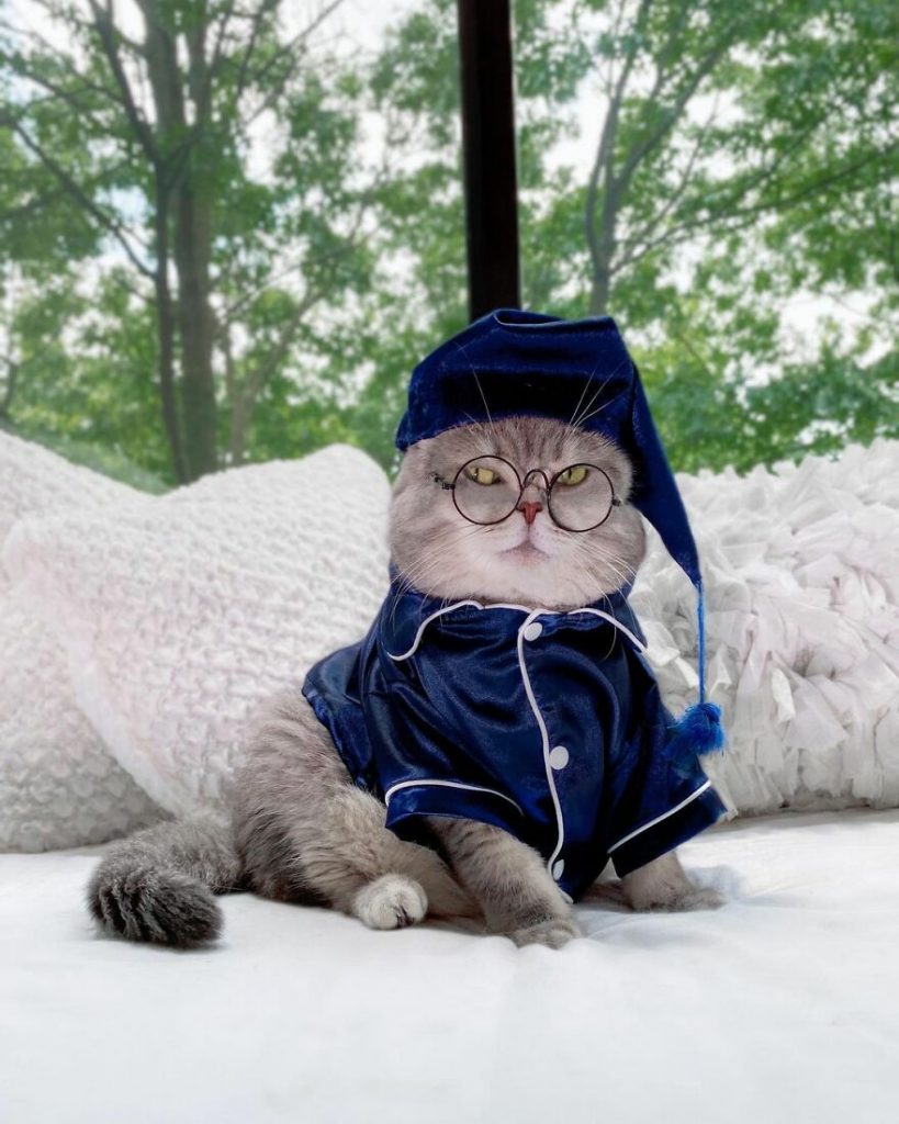 Cat Finds A New Home And Becomes An Instagram Model With Its Cute Outfits