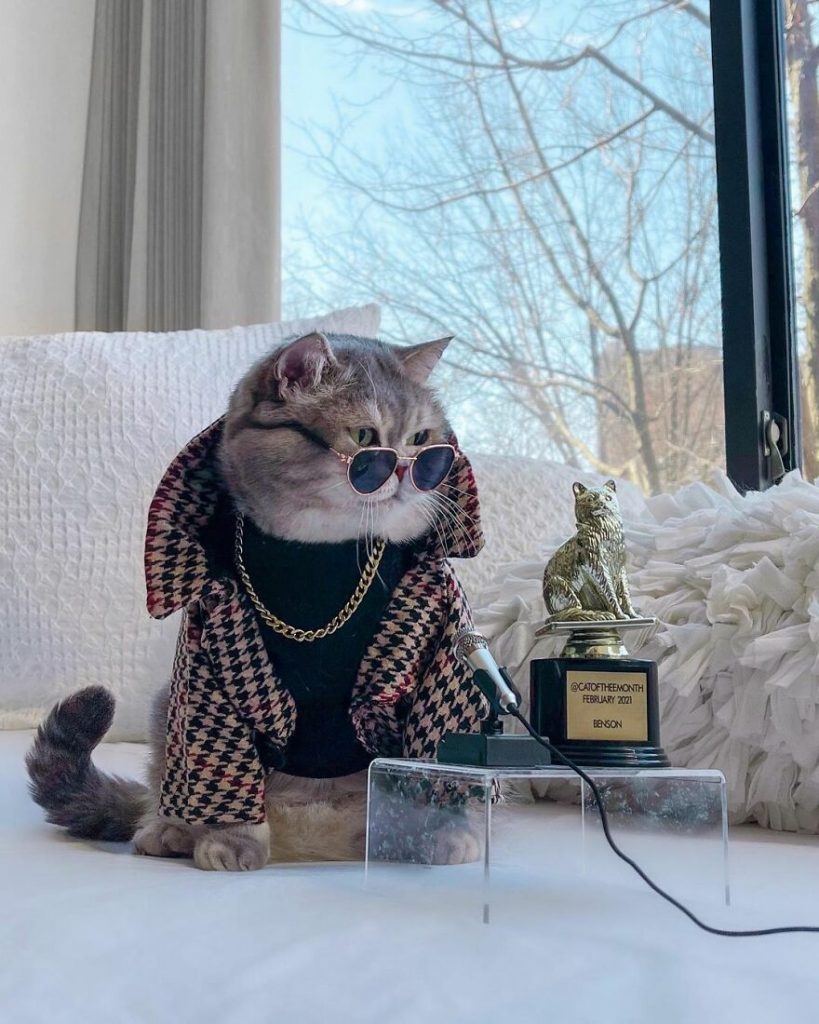 Cat Finds A New Home And Becomes An Instagram Model With Its Cute Outfits