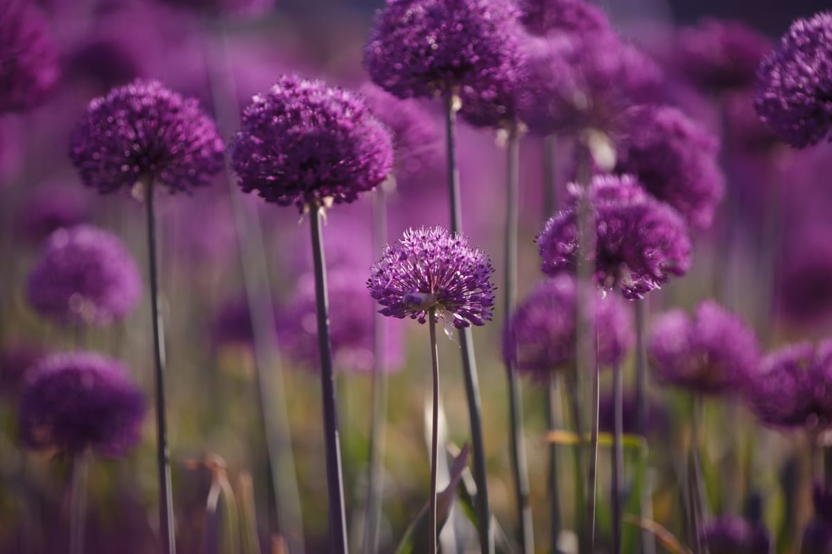 Purple Allium