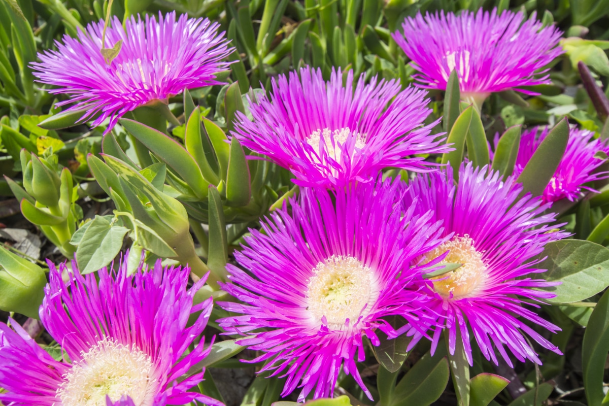 Purple Ice Plant