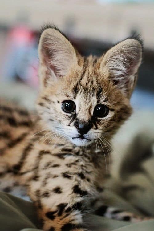 Meet Sheldon, Your New Favorite Zoobaby | Small wild cats, Serval kitten, Serval cats