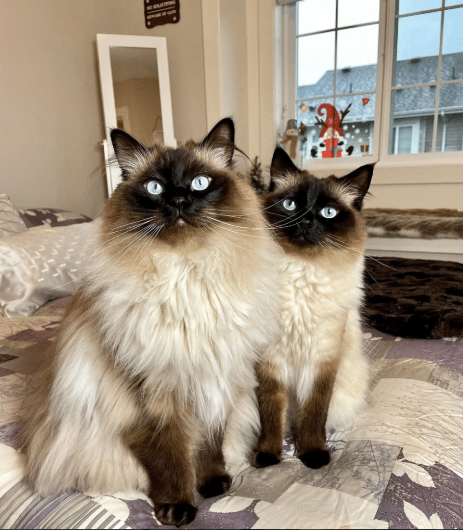 Hang Out with Sasha Logan: The Cozy World of Two Adorable Fluffy Kitties