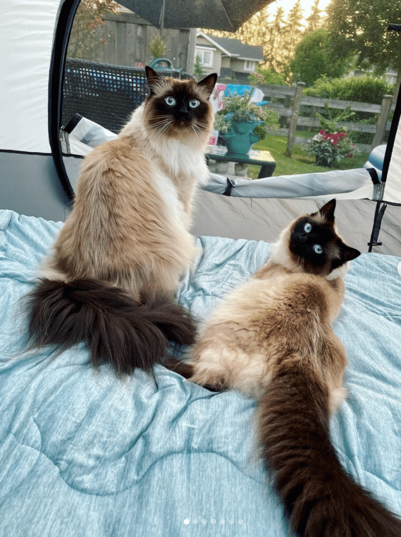 Hang Out with Sasha Logan: The Cozy World of Two Adorable Fluffy Kitties