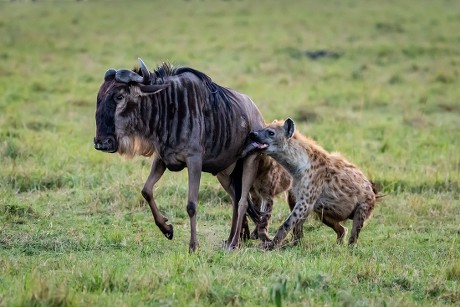 Hyena Locked On Wildebeests Hind Legs Editorial Stock Photo - Stock Image | Shutterstock | Shutterstock Editorial