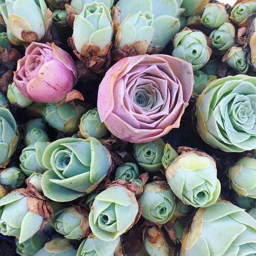 Succulents that Look Like Roses 1