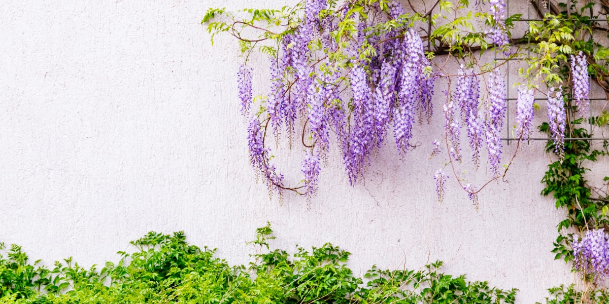 Wisteria