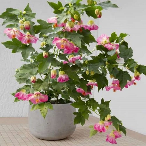 27 Best Flowering Houseplants | Indoor Plants that Bloom 11