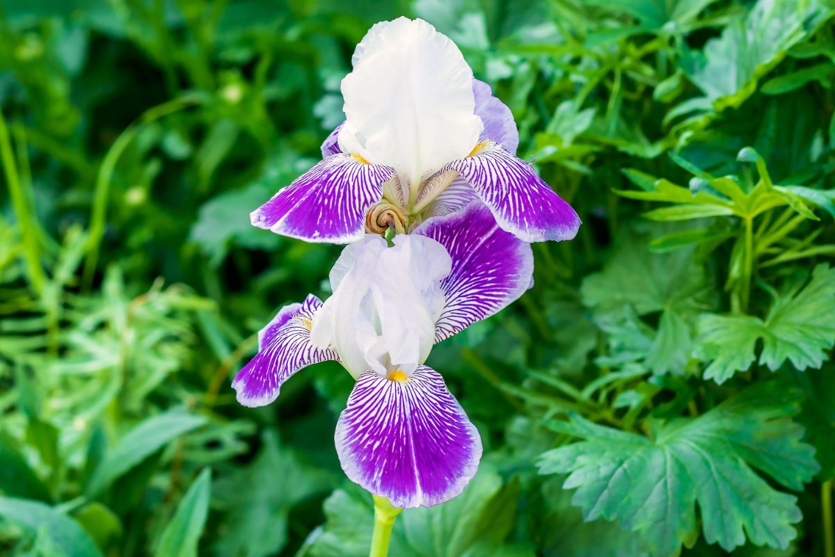 White and purple iris up close