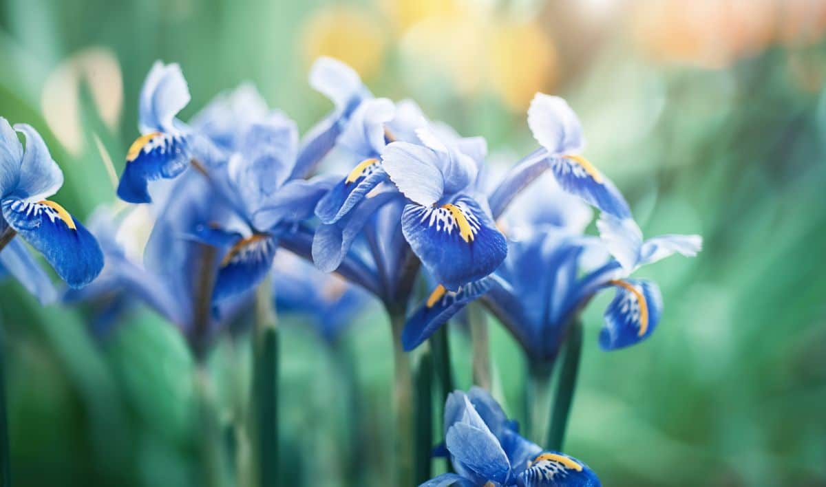 Closeup of purple irises in bloom