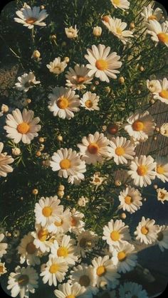 Mục này có hình ảnh của: daisies