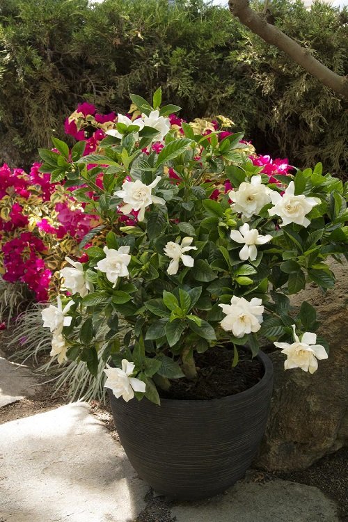 Types of Gardenias in Florida 9