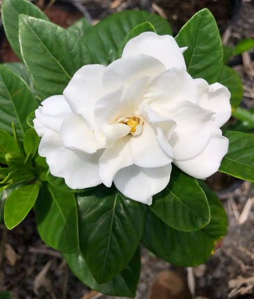 Types of Gardenias in Florida 1