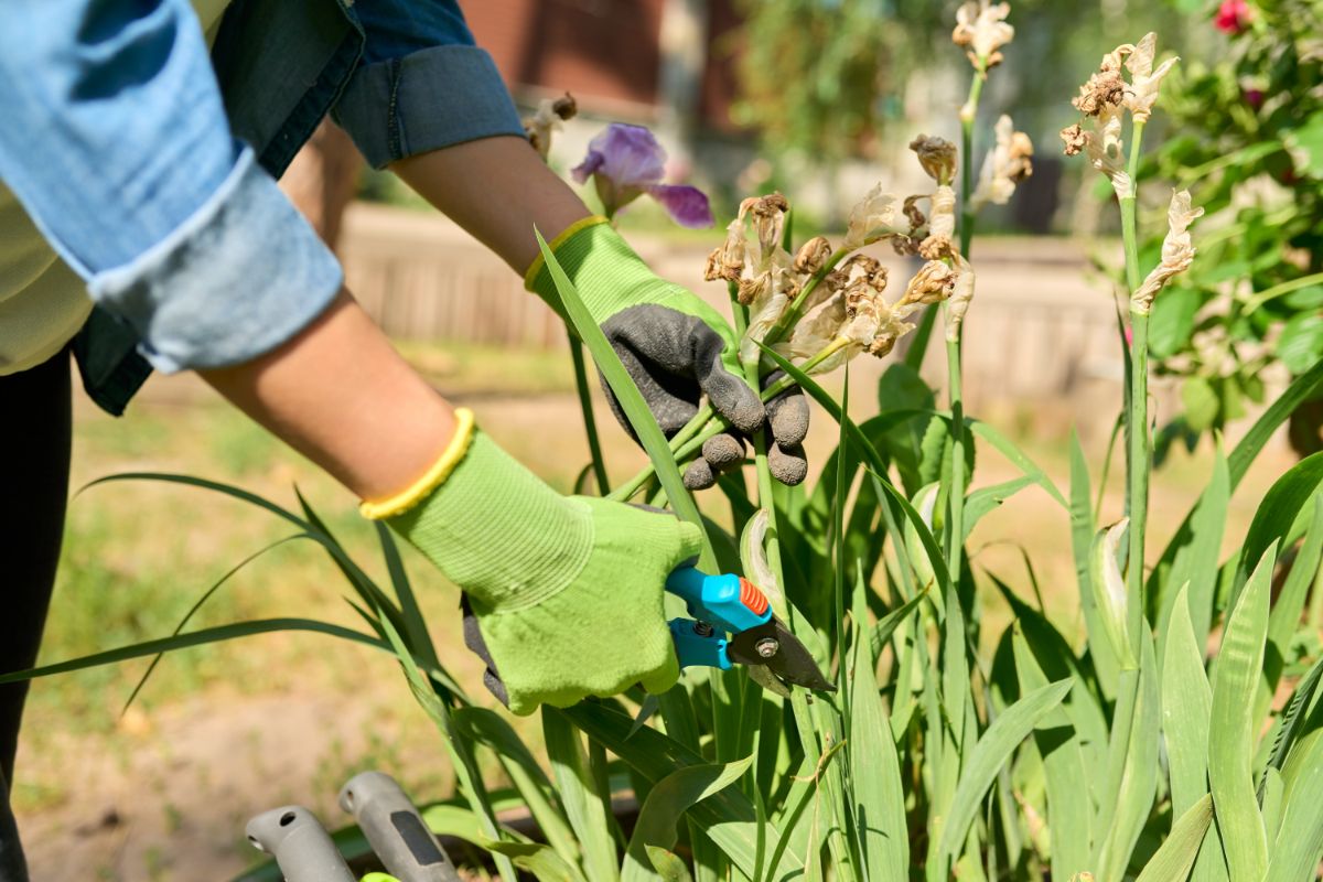 A gardener cutting off seed heads from iris stalks