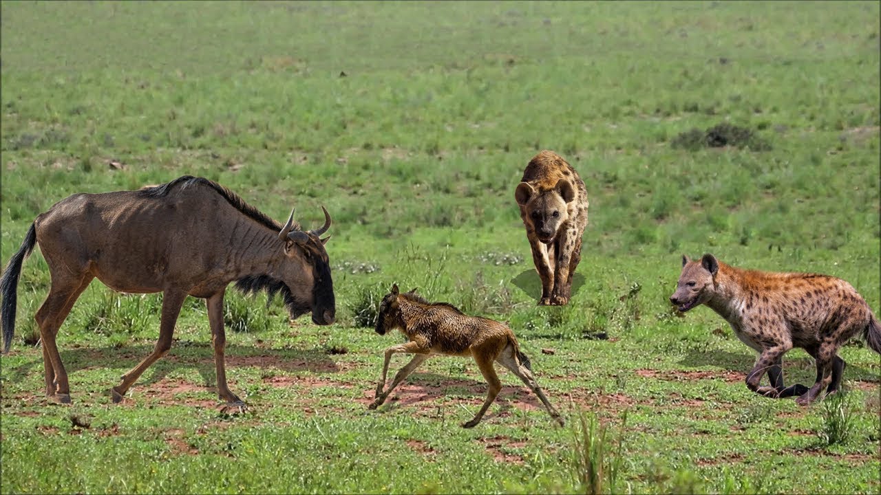 LOST BABY WILDEBEEST ESCAPE FROM HYENAS HUNTING AND RETURN WITH MOTHER | Hyena Vs Wildebeest - YouTube