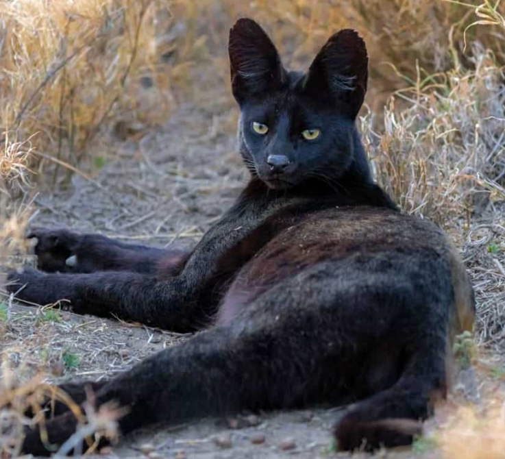 Discover the legendary African black cat with its captivating appearance.NgocChau