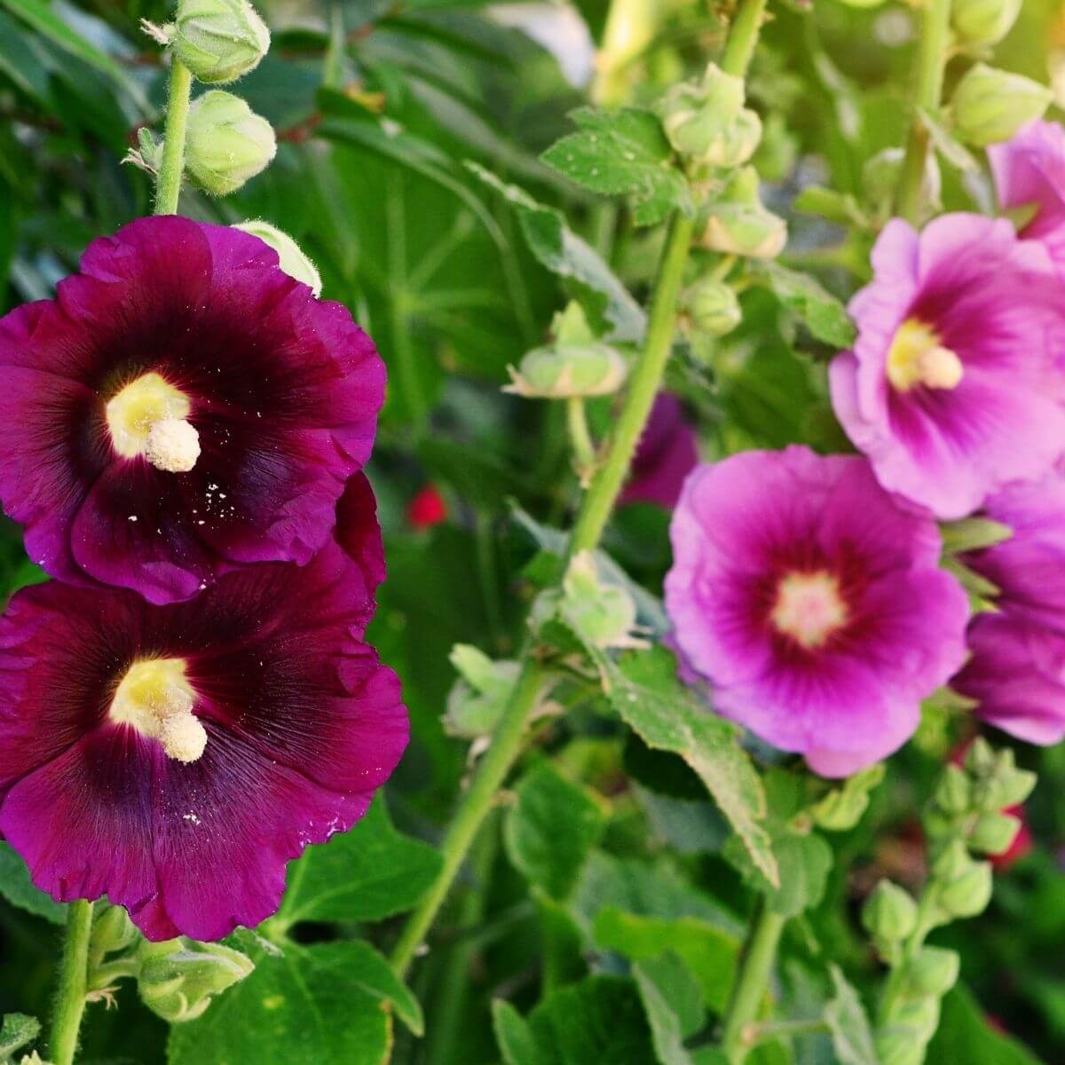 Hollyhock flowers close up.