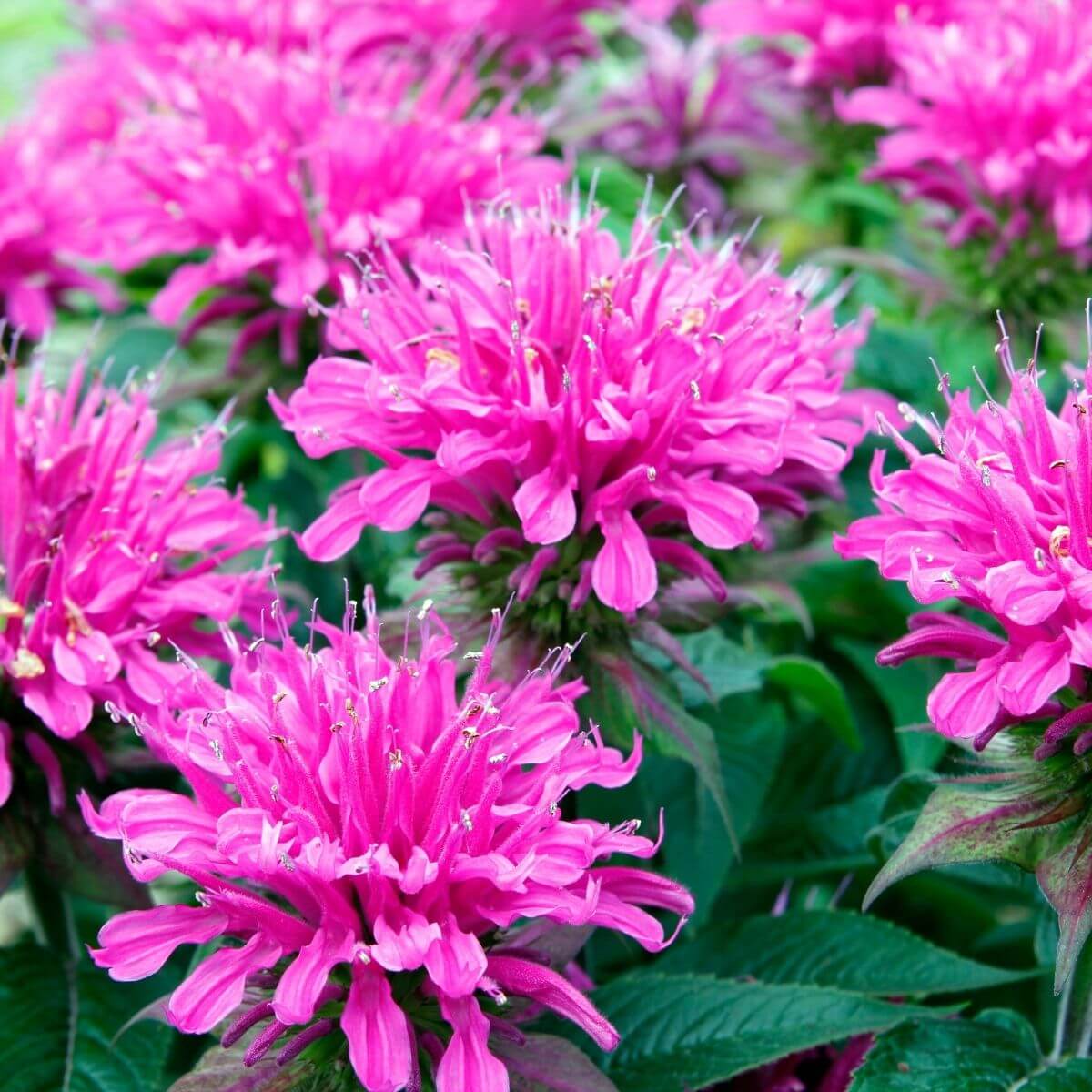 Bee Balm flowers.