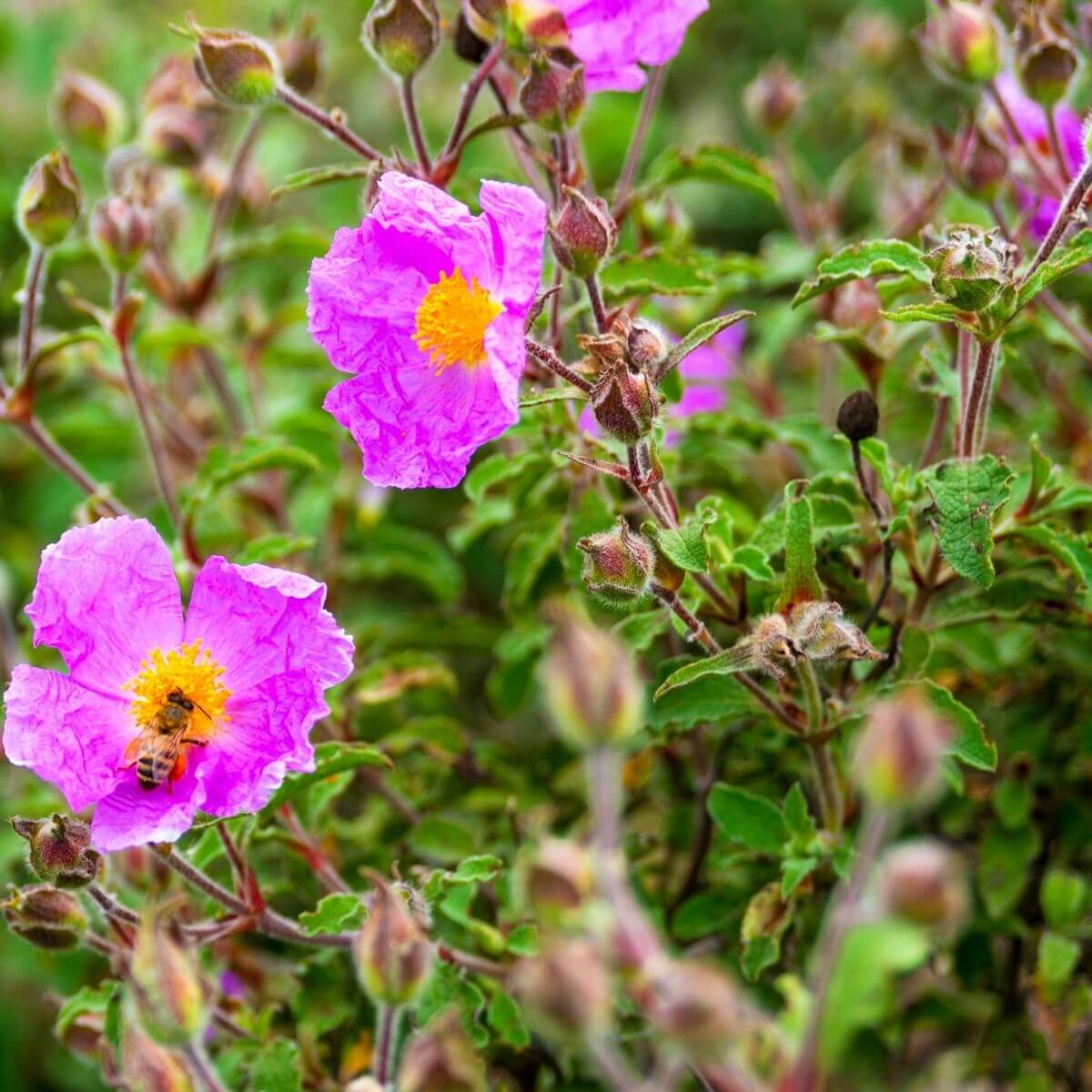 Flowering Rock Roses