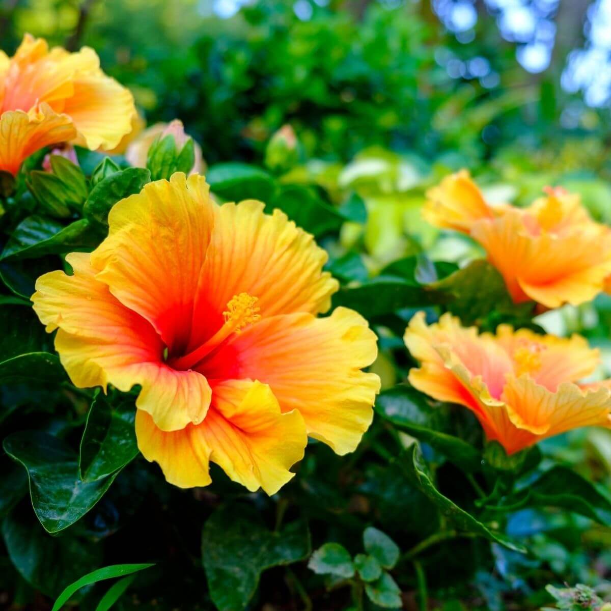 Orange Hibiscus flowers.