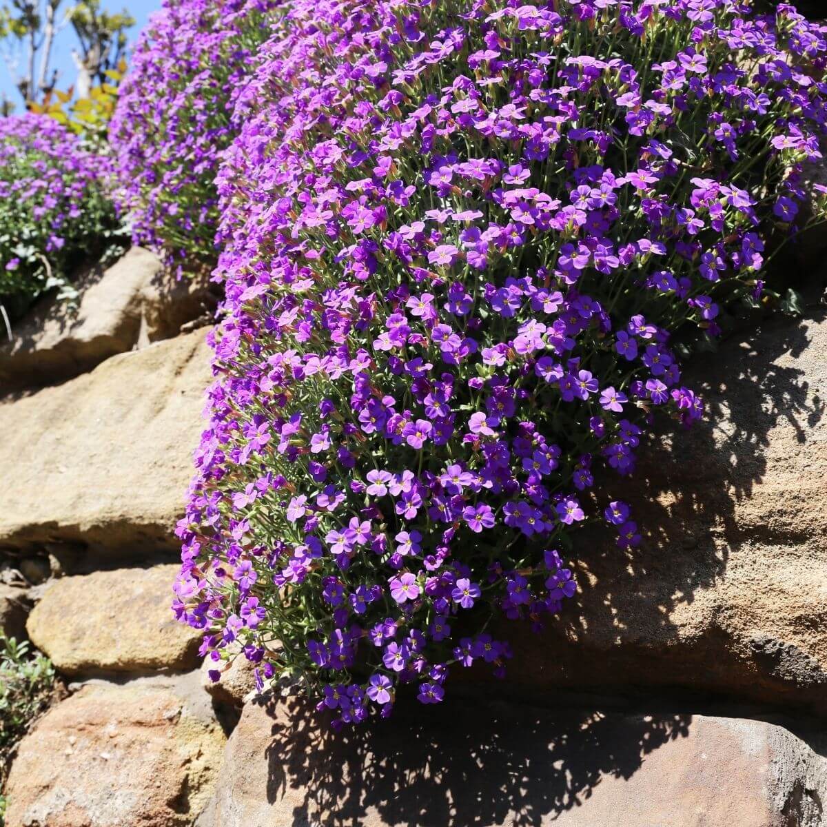 Rock Cress flowering in a rock garden.