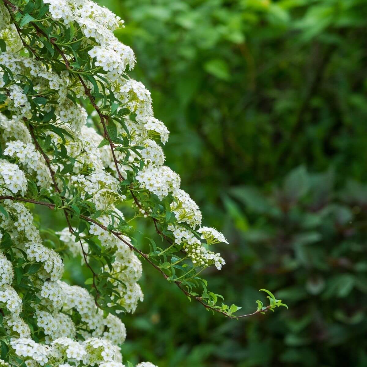 Meadowsweet flowering branches.