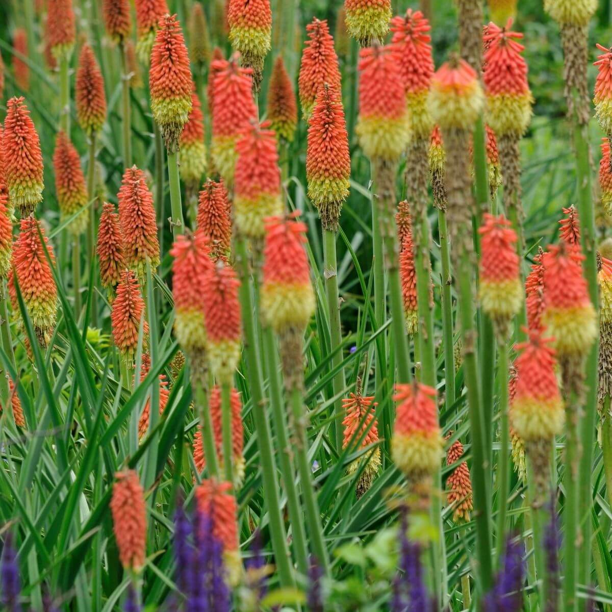 Torch Lily flowering in the garden.